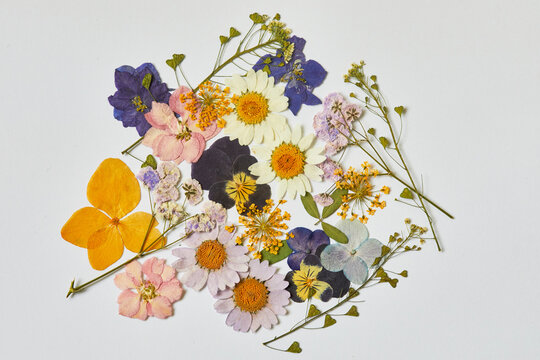 Dried Pressed Flowers