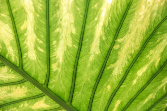 Fototapeta Closeup of a palm leaf