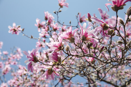 Blooming pink magnolia tree 