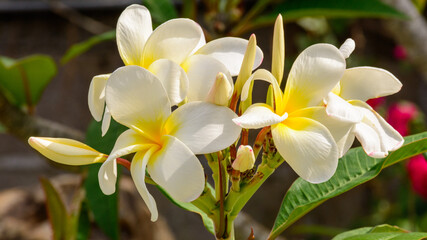 yellow and white orchid
