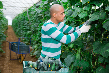Latino male farmer picking to crate freshly harvested cucumbers in hothouse