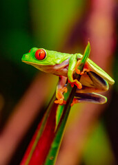 Obraz premium red eyed tree frog