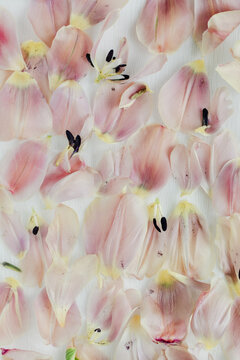 Tulip petals pattern