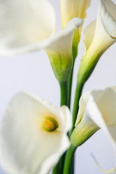 Calla Lilies 