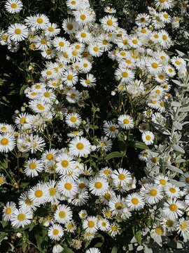 The field of camomiles/daisies at sunny day. Spring/summer concept.