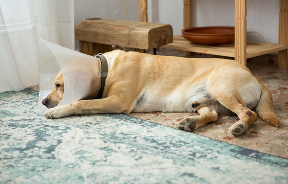 Labrador with a buster collar