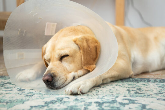 Labrador with a buster collar