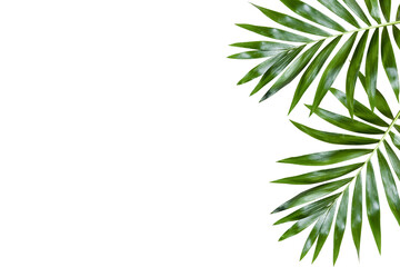 Plakat green palm leaf branches on white background. flat lay, top view