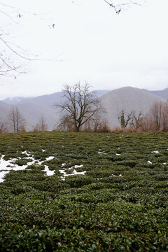small tea plantation in the mountains