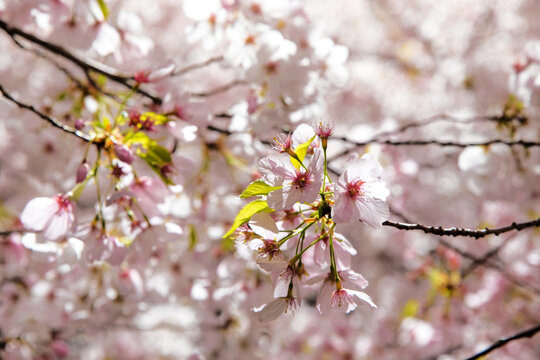 Blooming cherry blossom tree