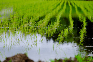 Fototapeta premium 田んぼの初夏の田植え