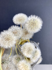 Bouquet of white fluffy dandelions on a dark background, selective focus, copy space