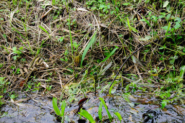 大きなオニヤンマの産卵
