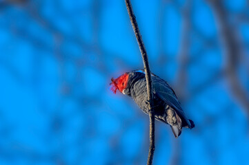 Gang Gang Diagonal
