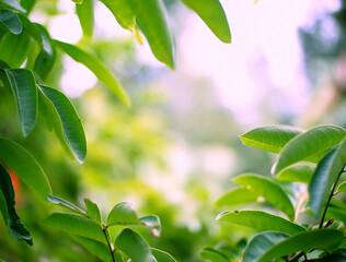 green leaves background