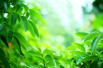 Obraz premium green leaves with blurred background