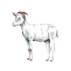 Animal illustration: white goat, isolated.