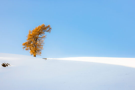 Alone Golden tree in the snow world