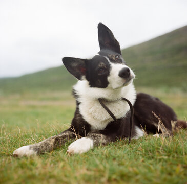 Black and White Herding Dog