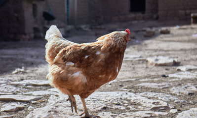 A brown and orange hen walking in the highlands.