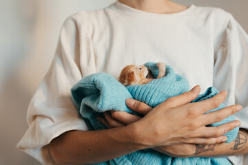 orange tabby kitten.