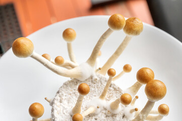 Psilocybin mushrooms, commonly known as magic mushrooms, mushrooms or shrooms being grown in a home based incubator.