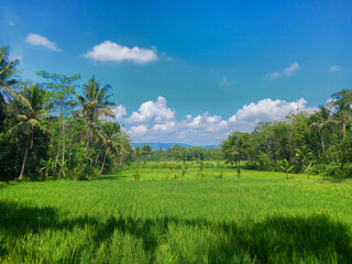 rice field and sky