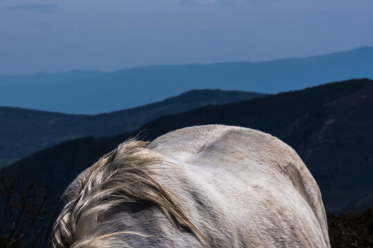 silver horse as a mountain 