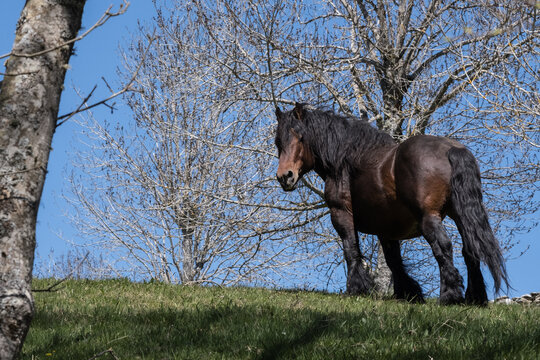 A stallion draft horse. 