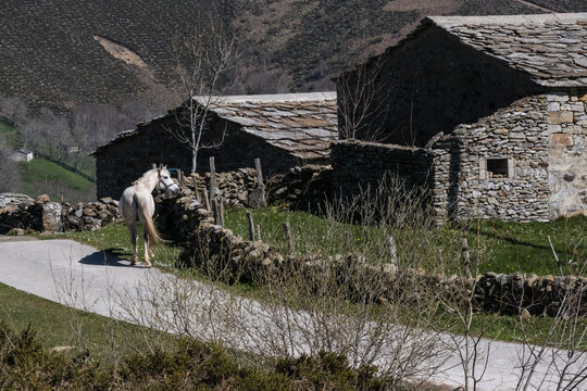 Fototapeta grey horse on the streets in mountains