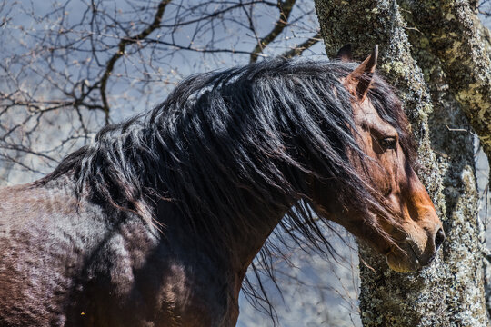 Fototapeta portrait of a stallion