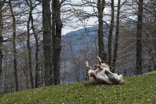 Fototapeta horse rolling in grass