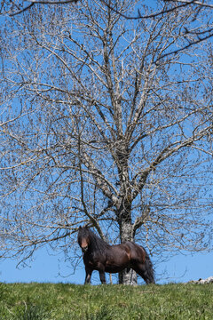 Fototapeta draft stallion in pasture
