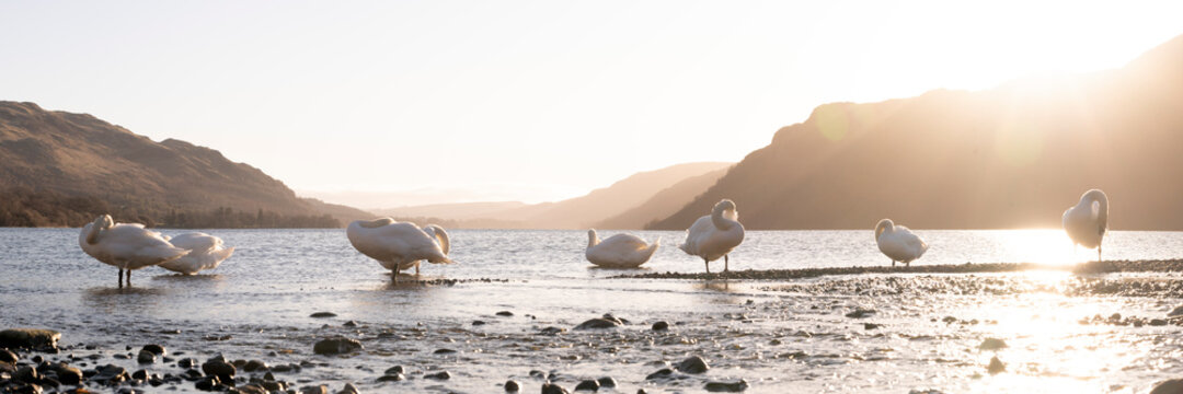 Swans on Ullswater Lake District