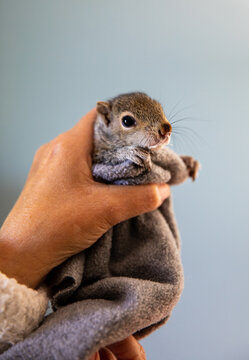 Baby squirrel