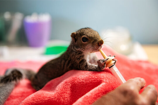 Baby squirrel