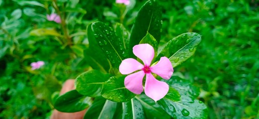pink little flower in drop of rain green leaves beautiful flowers this picture taking on goa