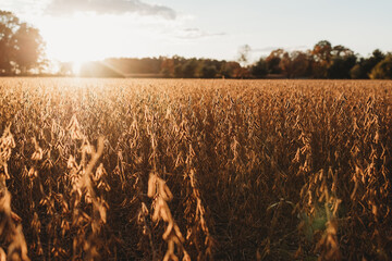 Autumn bean fields