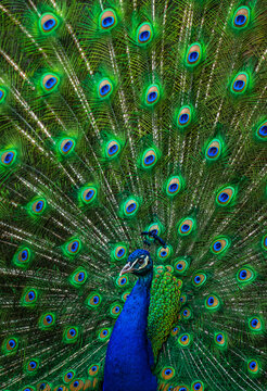 peacock