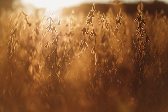 Autumn bean fields