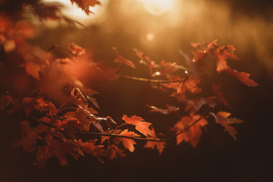 Fall leaves