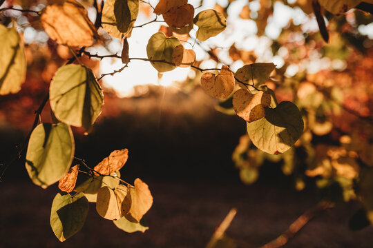 Fall leaves