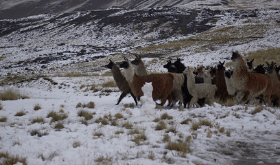 Llamas walking in the highland in middle of the cold.