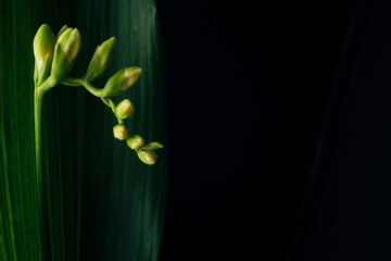 Freesia flower buds