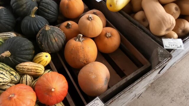 Slow motion shot of fall squash and pumpkins at a farmer's market.
