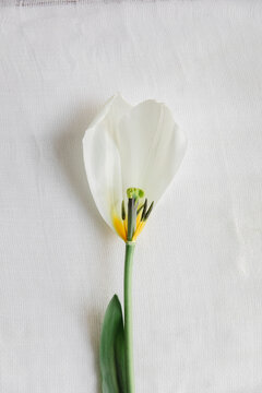 What's left of a tulip flower