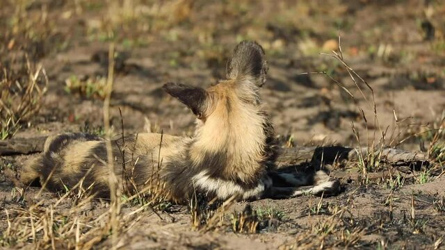 Wide shot of a African wild dog laying in the morning sun and looking around, Greater Kruger.