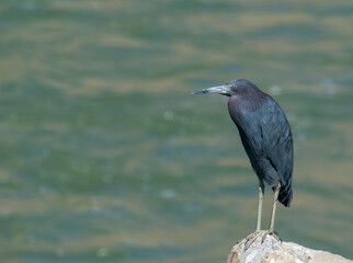 blue heron ardea cinerea