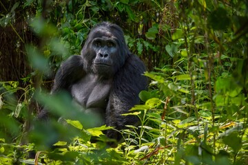 A silverback mountain gorilla sits in the dense foliage of his natural habitat in Bwindi Impenetrable Forest in Uganda.