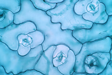 The leaf epidermis under light microscope view has small pores, called stomata.